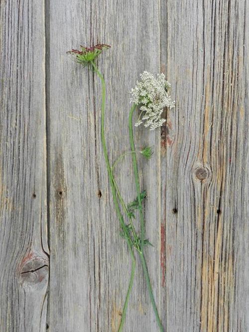 CHOCOLATE LACE  BROWN QUEEN ANNES LACE